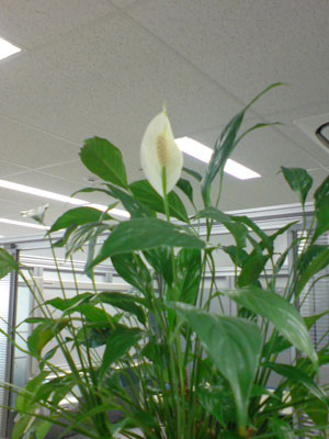 植木に花が（拡大）